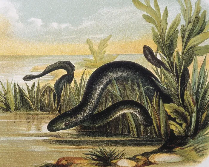 Framed Print : Sea lampreys. Engraving after a drawing by a F.Padro. Engraving. - J. Bedmar / Iberfoto / Everett Collection (250266)**US SALES ONLY**