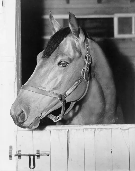 Framed Print : Seabiscuit (1933-1947), in his stall at Belmont Park, May 27, 1938. Two films were based on the horse's story: THE STORY OF SEABISCUIT (1949), and SEABISCUIT(2003) Framed Print : Seabiscuit (1933-1947), in his stall at Belmont Park, May 27, 1938. Two films were based on the horse's story: THE STORY OF SEABISCUIT (1949), and SEABISCUIT(2003)