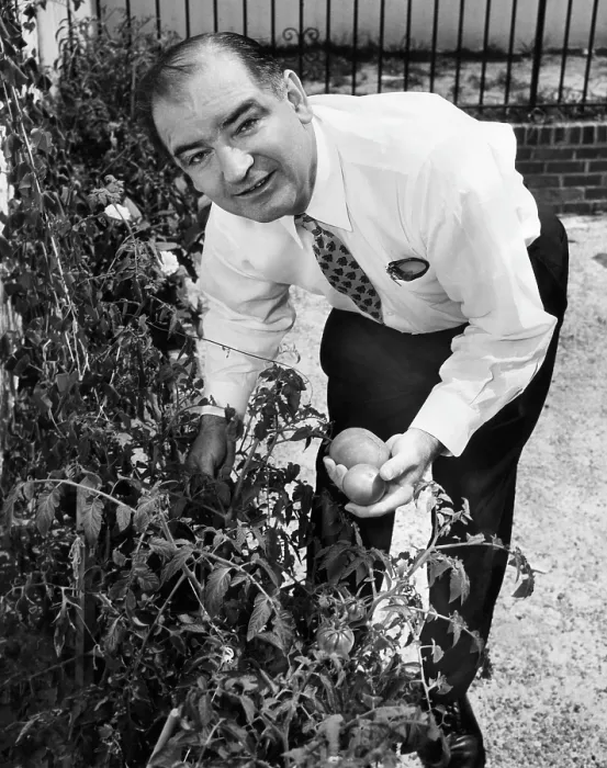 Framed Print : Senator Joseph McCarthy picks tomatoes from the garden at his home in Washington, 1954. Courtesy: CSU Archives / Everett Collection