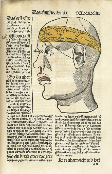 Framed Print : Senses and their corresponding parts of the brain, with lines connecting the senses of taste, hearing, sight, and smell to areas of the brain