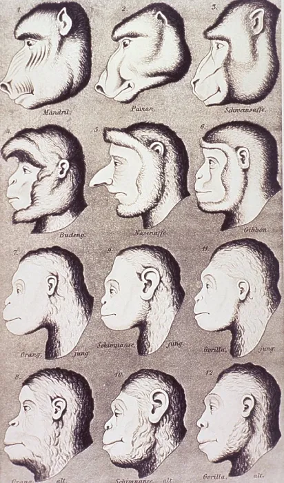 Framed Print : A series of primate heads progressively develop to more human-like features