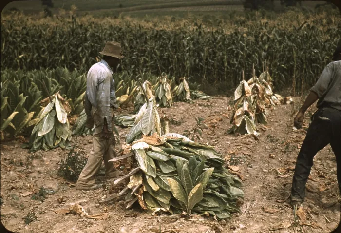 Framed Print : Sharecroppers cutting Burley tobacco and putting it on sticks to wilt before taking it into the curing and drying barn on the Russell Spears farm, Lexington, Kentucky Framed Print : Sharecroppers cutting Burley tobacco and putting it on sticks to wilt before taking it into the curing and drying barn on the Russell Spears farm, Lexington, Kentucky