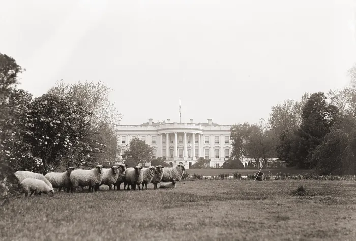 Framed Print : Sheep grazing on the White House Lawn. during World War 1 from 1916 to 1919