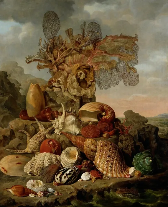 Framed Print : Shells and Marine Plants, by Henricus Franciscus Wiertz, 1809, Dutch painting, oil on canvas Framed Print : Shells and Marine Plants, by Henricus Franciscus Wiertz, 1809, Dutch painting, oil on canvas