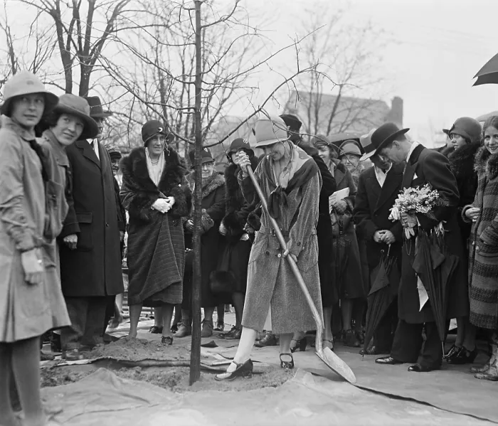 Framed Print : Shortly before leaving the White House, outgoing First Lady Grace Coolidge plants a tree, Feb. 28, 1929. (BSLOC_2015_16_42)