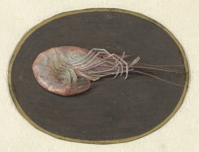 Framed Print : Shrimp, by Jan Augustin van der Goes, 1690-1700, Dutch painting, gouache on parchment. (BSLOC_2016_1_255) Framed Print : Shrimp, by Jan Augustin van der Goes, 1690-1700, Dutch painting, gouache on parchment. (BSLOC_2016_1_255)