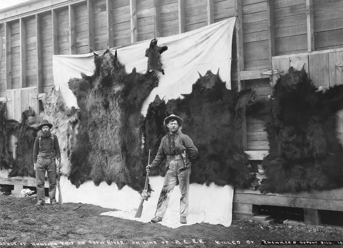 Framed Print : Skins of animals killed on Show River, photograph by Emswyler and Dupont Bill, Alaska, 1906