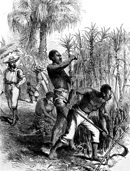 Framed Print : Slaves harvesting sugar cane. Courtesy: CSU Archives  /  Everett Collection