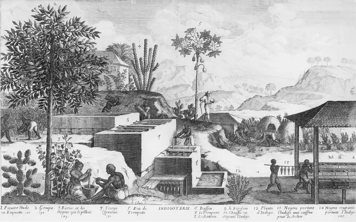Framed Print : Slaves and their overseer working on a Caribbean plantation producing natural blue dye from indigo plants