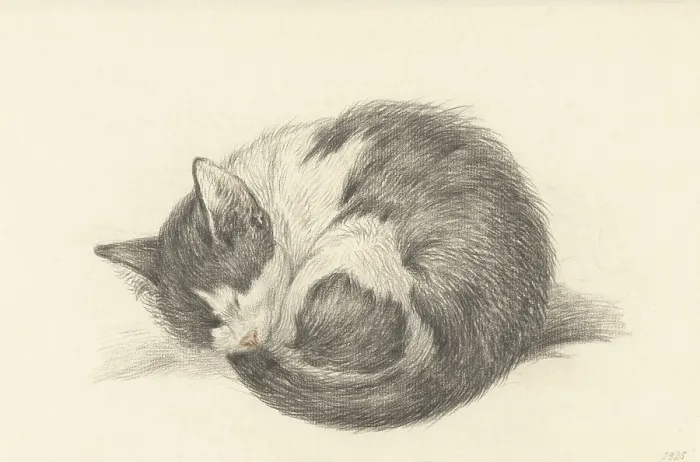 Framed Print : Sleeping Cat Rolled into a Ball, by Jean Bernard, 1825, Dutch chalk drawing. (BSLOC_2016_1_270)