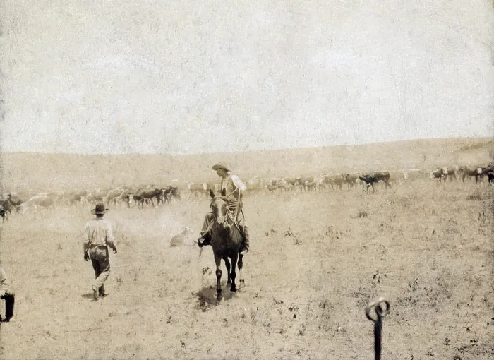 Framed Print : Snaking in a calf. A Texas cowboy on horseback a calf on a rope and another cowboy walking toward the calf during a branding scene at the Spur Ranch in Texas. photo by Erwin E