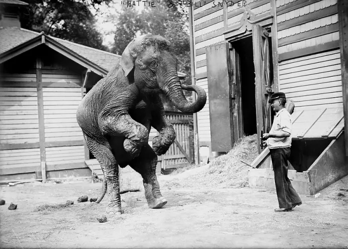 Framed Print : Bill Snyder, elephant trainer, and Hattie the elephant, in Central Park, New York City, circa early 1900s