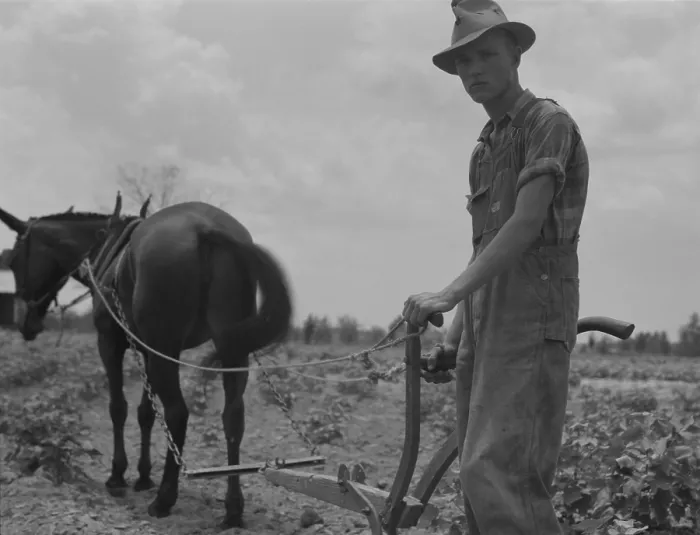 Framed Print : Son of sharecropper family at work cultivating a cotton field near Chesnee, South Carolina. Dorothea Lange photo, June 1937 Framed Print : Son of sharecropper family at work cultivating a cotton field near Chesnee, South Carolina. Dorothea Lange photo, June 1937