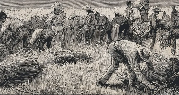 Framed Print : Spain (19th c.). Soldiers of the hunters battalion of Puerto Rico used in the harvest during a strike in Jerez de la Frontera. Etching Framed Print : Spain (19th c.). Soldiers of the hunters battalion of Puerto Rico used in the harvest during a strike in Jerez de la Frontera. Etching