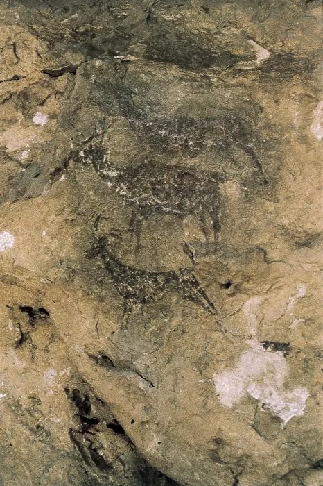 Framed Print : SPAIN. Bicorp. La Arana Cave. Deers and goats (8000-7000 BC). Mesolithic art. Cave. - Ramon Vinas / Iberfoto / Everett Collection (579958)**US SALES ONLY**