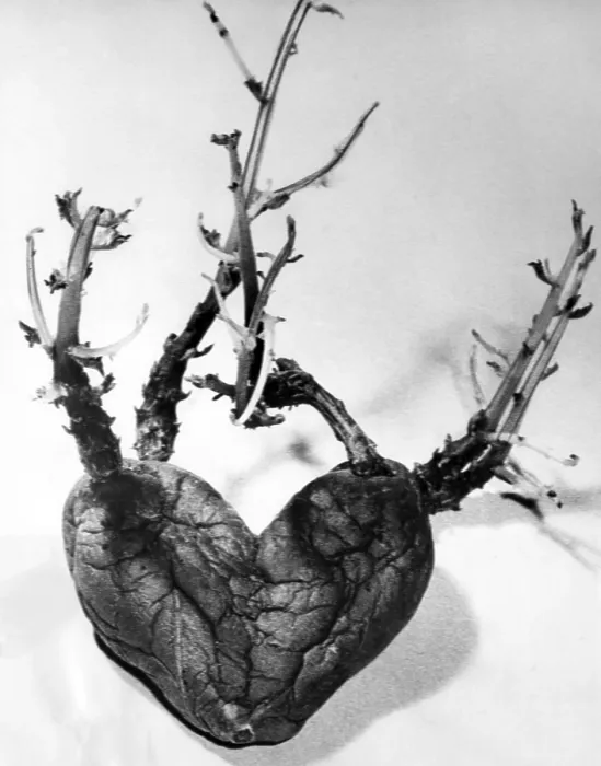 Framed Print : This strange shaped potato was discovered in the vegatable bin of Mrs. Berta Norberg of Segletorp, Sweden. It even sprouted 'veins' and 'arteries'. 8 / 17 / 59