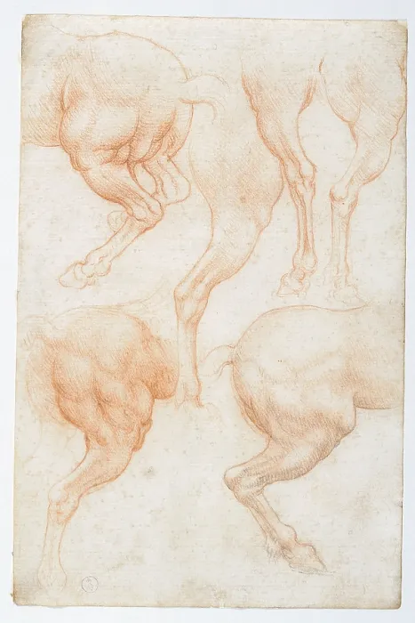 Framed Print : Studies of the horse rear legs, by Leonardo da Vinci, 16th Century, 1508 about, sanguine on white paper slightly yellowed, mm 201 x 133 - Italy, Piemonte, Turin, Royal Library
