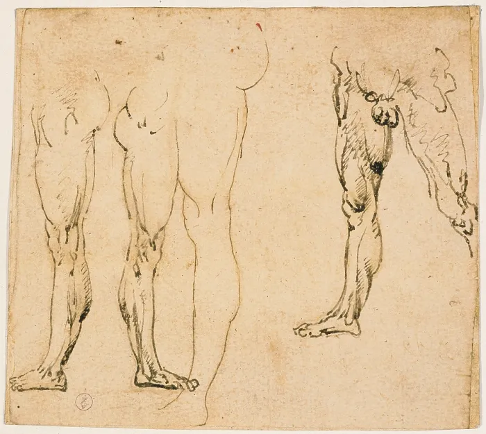 Framed Print : Studies of male legs, by Leonardo da Vinci, 15th Century, 1485 -1487 about, metal tip pen on paper slightly yellowed, mm 140 x 157 - Italy, Piemonte, Turin, Royal Library, Dis