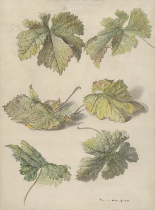 Framed Print : Studies of Vine Leaves, by Willem van Leen, 1796, Dutch painting, watercolor and pencil on paper Framed Print : Studies of Vine Leaves, by Willem van Leen, 1796, Dutch painting, watercolor and pencil on paper