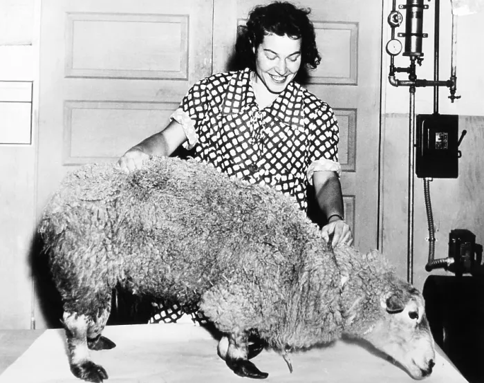 Framed Print : Stuffed Ancon Ram, with abnormally short front legs, Dec. 4, 1938. In 1791 a natural mutation occurred producing a male lamb with a incredibly short of front legs Framed Print : Stuffed Ancon Ram, with abnormally short front legs, Dec. 4, 1938. In 1791 a natural mutation occurred producing a male lamb with a incredibly short of front legs