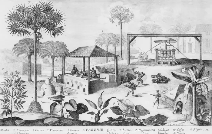 Framed Print : Sugar production in the West Indies in the 17th century used an evaporating furnace (left), grinding mill driven by oxen (right), dwellings for the black workers (lower right)