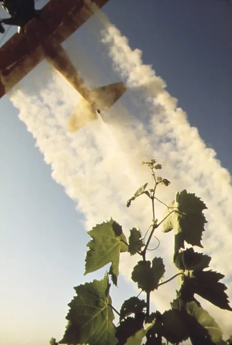 Framed Print : Sulfur dusting of grape vines by air. Pure elemental sulfur is organic and is used to prevent powdery mildew. Ca. 1973-75 Framed Print : Sulfur dusting of grape vines by air. Pure elemental sulfur is organic and is used to prevent powdery mildew. Ca. 1973-75