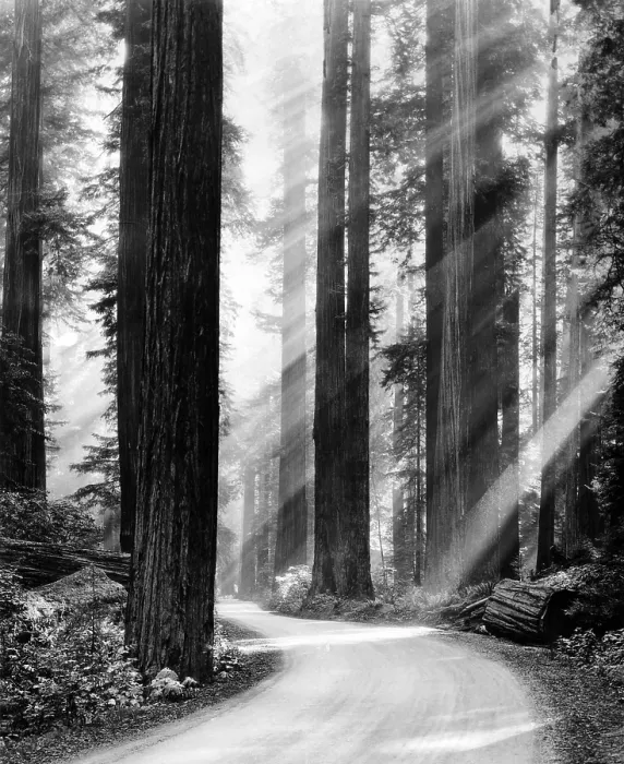 Framed Print : Sunbeams through the tall trees of a California red wood forest. March 1939. (CSU_ALPHA_1701) CSU Archives / Everett Collection