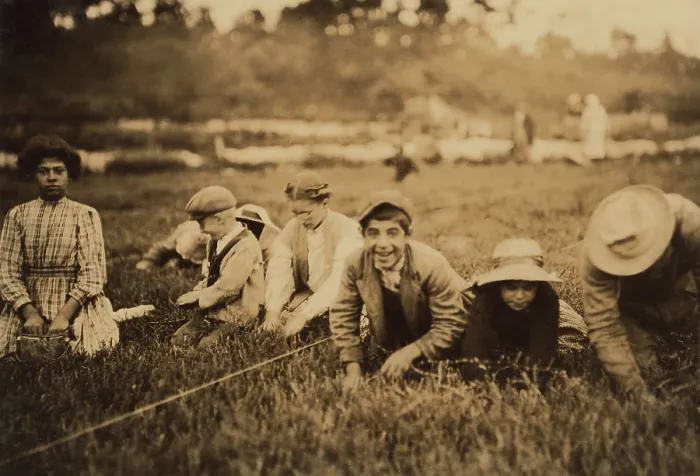 Framed Print : Syrian-Lebanese American children working as Cranberry pickers in East Wareham, Massachusetts. September 1911 photograph by Lewis Hine