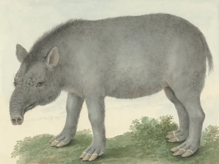 Framed Print : Tapir, by Isaac van Haastert, 1825, Dutch watercolor painting. Tapirs habitat is in the forests and jungles of South and Central American and Southeast Asia. (BSLOC_2016_1_282) Framed Print : Tapir, by Isaac van Haastert, 1825, Dutch watercolor painting. Tapirs habitat is in the forests and jungles of South and Central American and Southeast Asia. (BSLOC_2016_1_282)