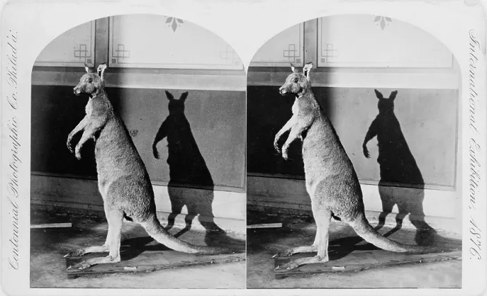 Framed Print : Taxidermy, kangaroo, Philadelphia, Pennsylvania, stereo photograph, 1876 Framed Print : Taxidermy, kangaroo, Philadelphia, Pennsylvania, stereo photograph, 1876