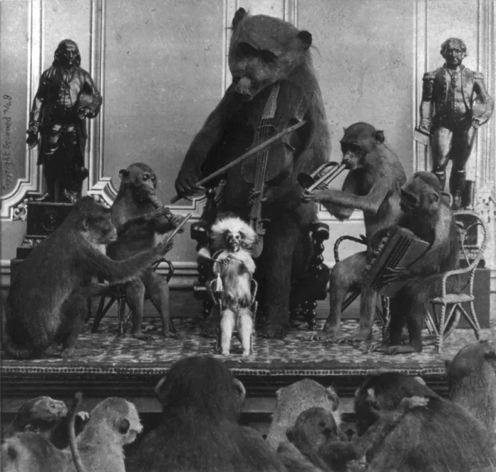 Framed Print : Taxidermy, mounted animals, monkeys playing musical instruments and a replica of a bear with a violin, photograph by Eugene S. M. Haines, 1870 Framed Print : Taxidermy, mounted animals, monkeys playing musical instruments and a replica of a bear with a violin, photograph by Eugene S. M. Haines, 1870