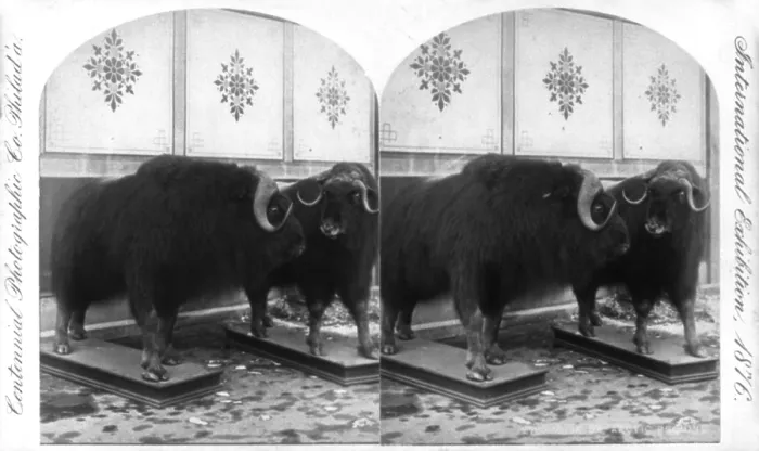 Framed Print : Taxidermy, two musk oxen of the Arctic Regions, which were mounted by a taxidermist, at the International Exhibition, Philadelphia, Pennsylvania, stereo photograph, 1876