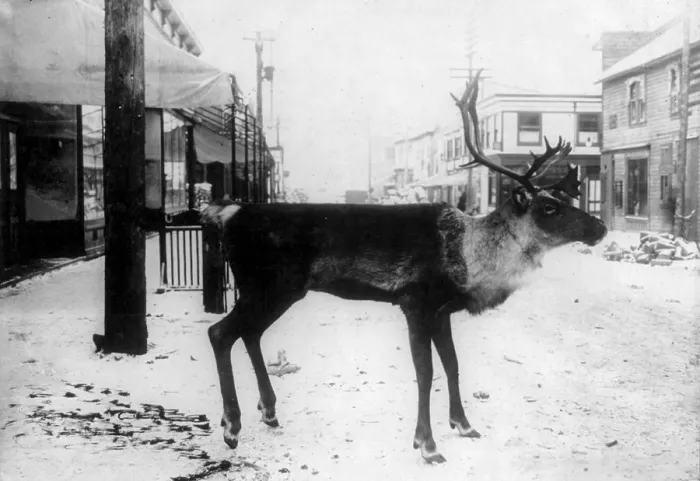 Framed Print : Taxidermy, stuffed reindeer on street, a butcher's sign, Dawson, Yukon Territory, Canada, photograph, circa 1900-1923
