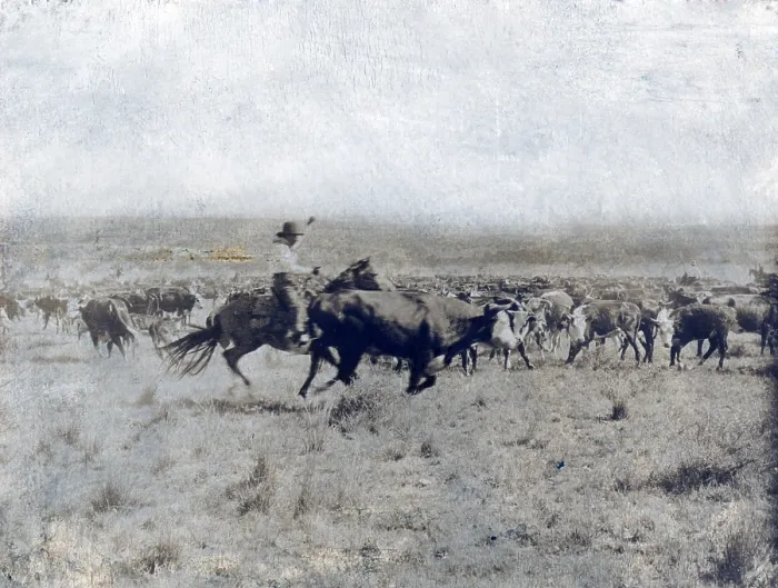 Framed Print : A Texas cowboy on horseback separating a cow from the rest of the herd on the LS range in Texas. photo by Erwin E. Smith, 1907 Framed Print : A Texas cowboy on horseback separating a cow from the rest of the herd on the LS range in Texas. photo by Erwin E. Smith, 1907