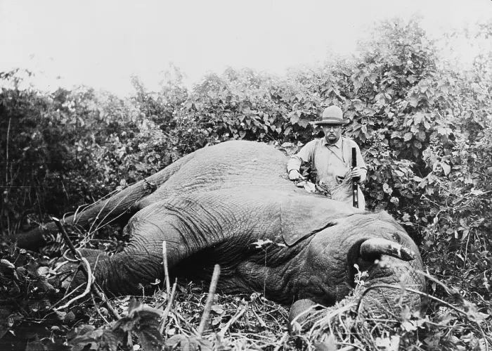 Framed Print : Theodore Roosevelt, with gun stands beside a dead elephant he hunted and killed during his African trip of 1910 Framed Print : Theodore Roosevelt, with gun stands beside a dead elephant he hunted and killed during his African trip of 1910