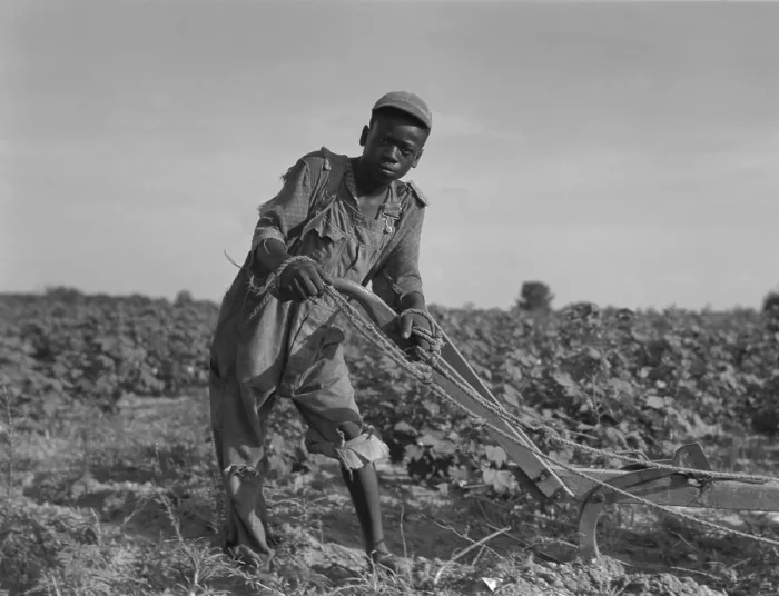 Framed Print : Thirteen-year old African American sharecropper boy plowing in July 1937. Photo by Dorothea Lange