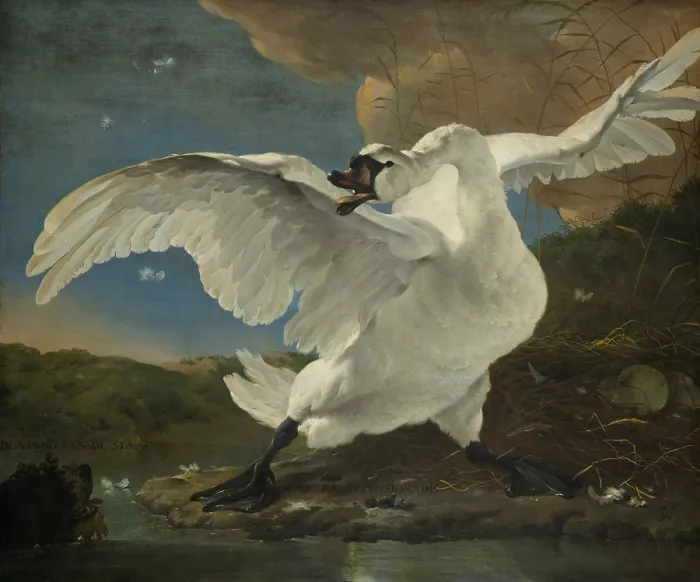 Framed Print : The Threatened Swan, by Jan Asselijn, c. 1650, Dutch painting, oil on canvas. A swan fiercely defends its nest against a dog