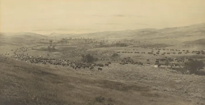 Framed Print : THROWING RANGERS TO THE ROUND-UP, BIG DRY, MONTANA, by Laton Alton Huffman, 1907. The photo shows cattle being herded across eastern Montana (BSLOC_2020_1_57)