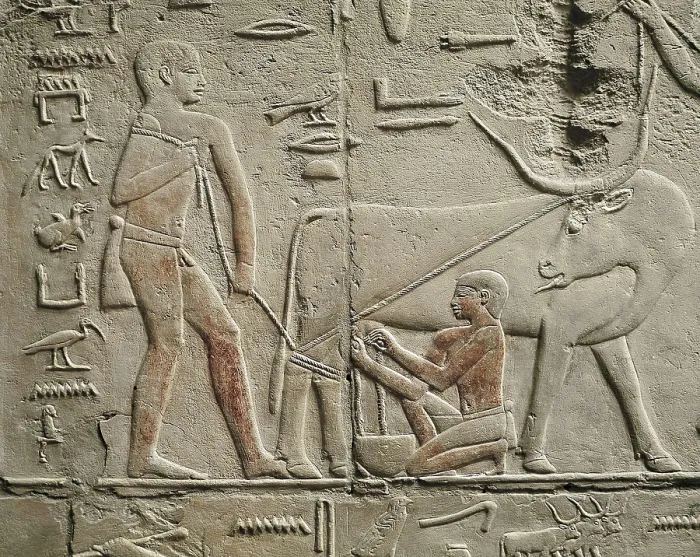 Framed Print : Tomb of Kagemni. ca. 2323 BC. EGYPT. Saqqara. Cattle farmers milking a cow. Egyptian art. Old Kingdom. Relief. AISA / Everett Collection**US SALES ONLY**