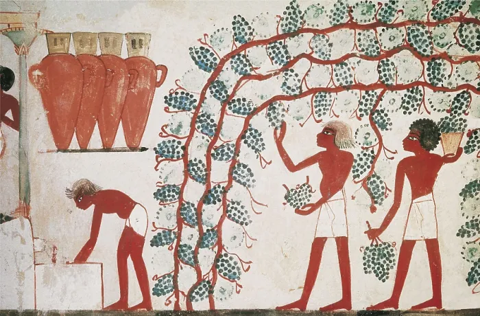 Framed Print : Tomb of Nakht. EGYPT. Dayr al-Bahri. Valley of the Nobles. Tomb of Nakht. Grape harvest. Egyptian art. New Kingdom. Painting. AISA / Everett Collection**US SALES ONLY**