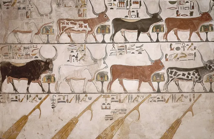 Framed Print : Tomb of Queen Nefertari. EGYPT. Dayr al-Bahri. Valley of the Queens. Tomb of Queen Nefertari. The Seven Cows ans the Sacred Bull. Egyptian art. New Kingdom. Painting