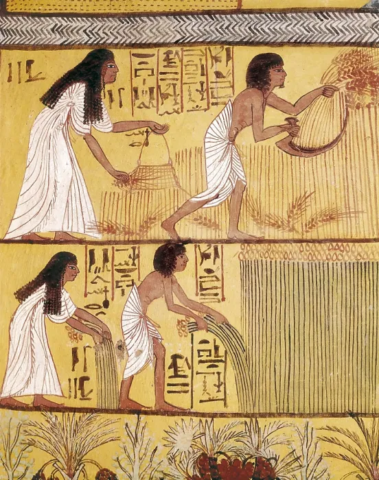 Framed Print : Tomb of Sennedjem. 1306 -1290 BC. EGYPT. Dayr al-Bahri. Valley of the Artisans. Tomb of Sennedjem. Sennedjem and his wife Lyneferti reaping. Egyptian art. New Kingdom. Painting Framed Print : Tomb of Sennedjem. 1306 -1290 BC. EGYPT. Dayr al-Bahri. Valley of the Artisans. Tomb of Sennedjem. Sennedjem and his wife Lyneferti reaping. Egyptian art. New Kingdom. Painting