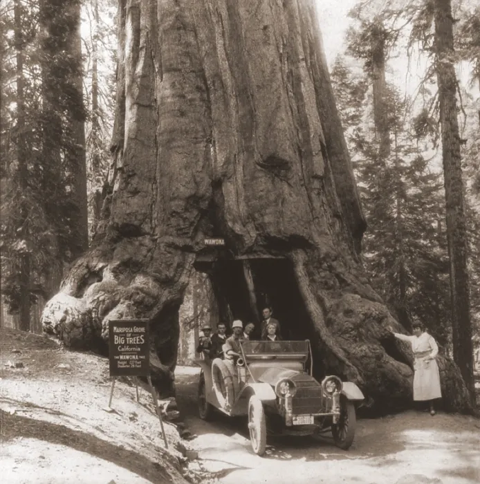 Framed Print : Tourists drive their automobile on through a tunnel carved in the Wawona tree Mariposa Grove Yosemite Valley California. June 15 1918. LC-USZ62-62098 Framed Print : Tourists drive their automobile on through a tunnel carved in the Wawona tree Mariposa Grove Yosemite Valley California. June 15 1918. LC-USZ62-62098
