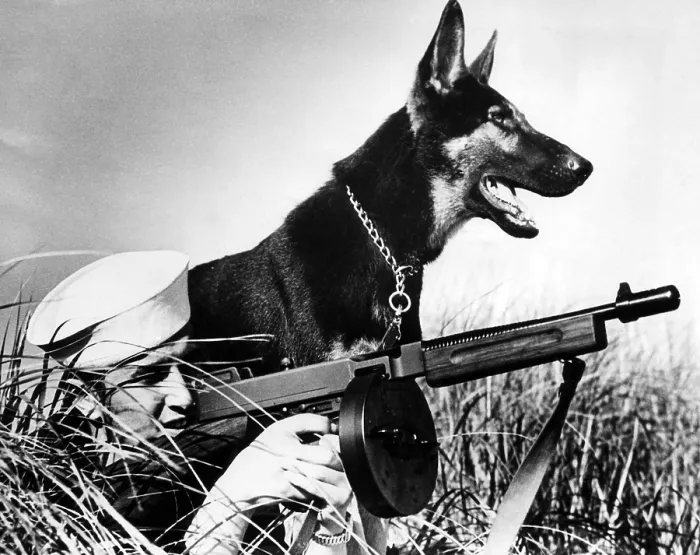 Framed Print : A trained german shepherd sitting watch for a Coast Guardsman, circa 1942. Courtesy: CSU Archives / Everett Collection