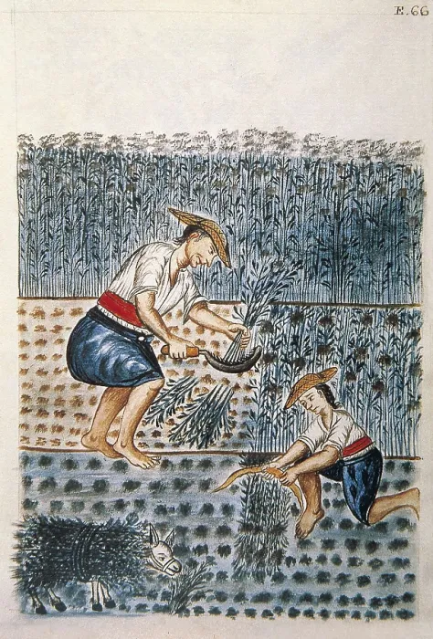 Framed Print : Trujillo del Per (end 18th c.): drawings and watercolours made by order of the bishop D. Baltasar Jaime Martnez Compan. Indians reaping alfalfa. Engraving. SPAIN. Madrid