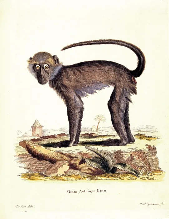 Framed Print : Unknown, Color lithographs with African animals, 18th Century, litography, Italy, Private collection (499803) Everett CollectionMondadori Portfolio**US SALES ONLY**