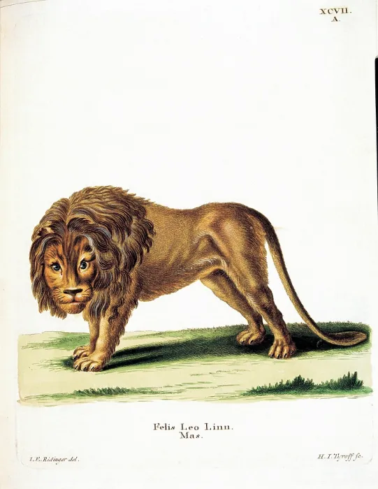 Framed Print : Unknown, Color lithographs with African animals, 18th Century, litography, Italy, Private collection (499804) Everett CollectionMondadori Portfolio**US SALES ONLY**