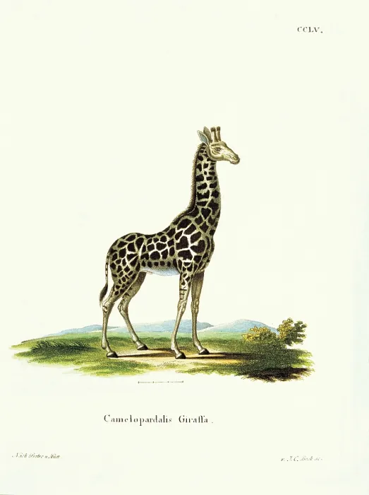 Framed Print : Unknown, Color lithographs with African animals, 18th Century, litography, Italy, Private collection (499807) Everett CollectionMondadori Portfolio**US SALES ONLY** Framed Print : Unknown, Color lithographs with African animals, 18th Century, litography, Italy, Private collection (499807) Everett CollectionMondadori Portfolio**US SALES ONLY**