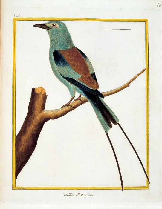 Framed Print : Unknown, Color lithographs with African animals, 18th Century, litography, Italy, Private collection (499811) Everett CollectionMondadori Portfolio**US SALES ONLY**