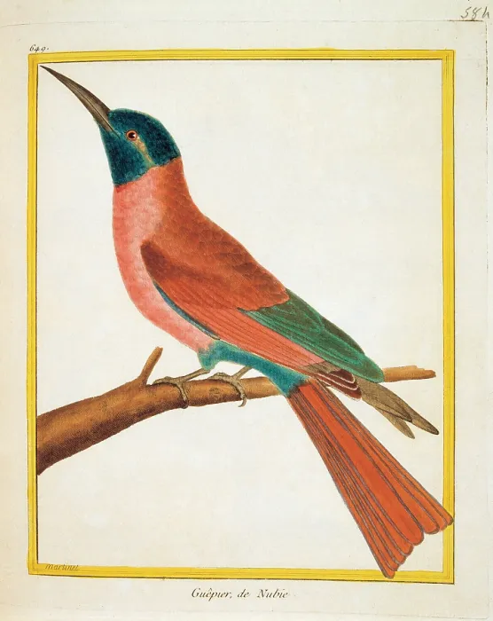 Framed Print : Unknown, Color lithographs with African animals, 18th Century, litography, Italy, Private collection (499813) Everett CollectionMondadori Portfolio**US SALES ONLY**
